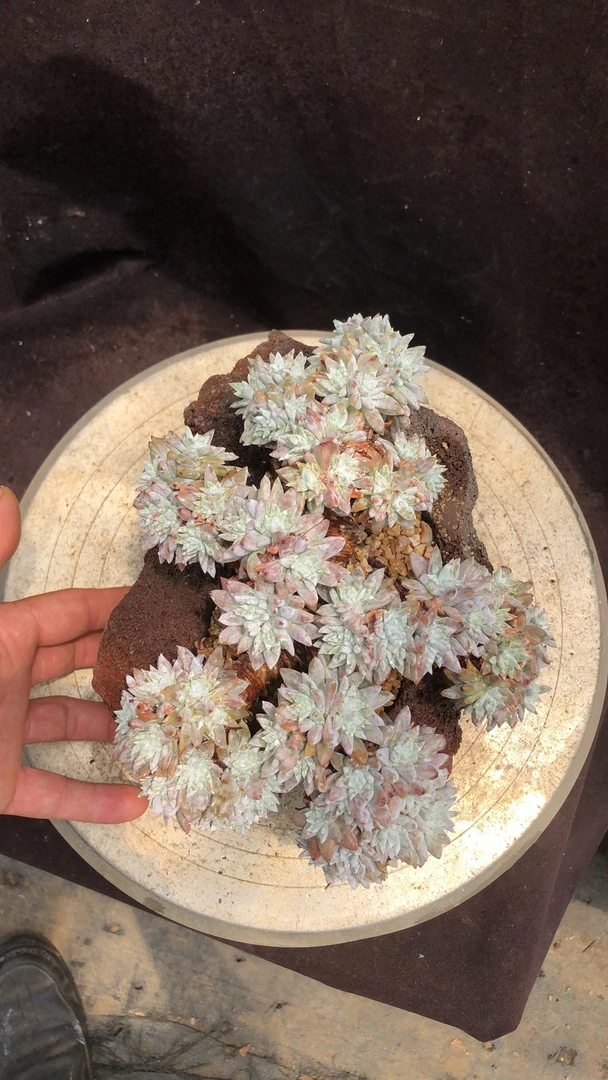 白菊小树桩朵朵缀