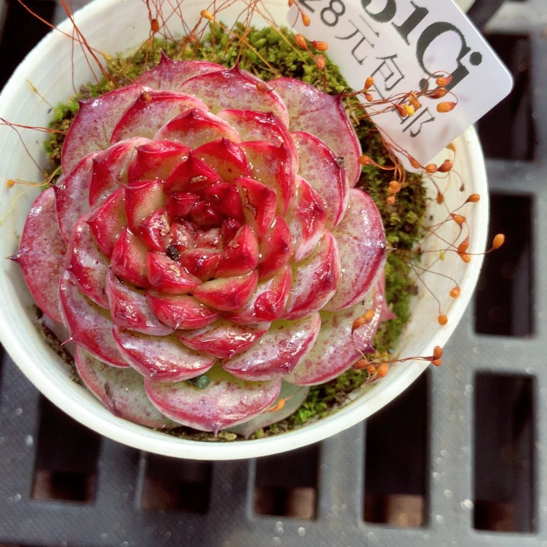 5厘米盆精控多肉951