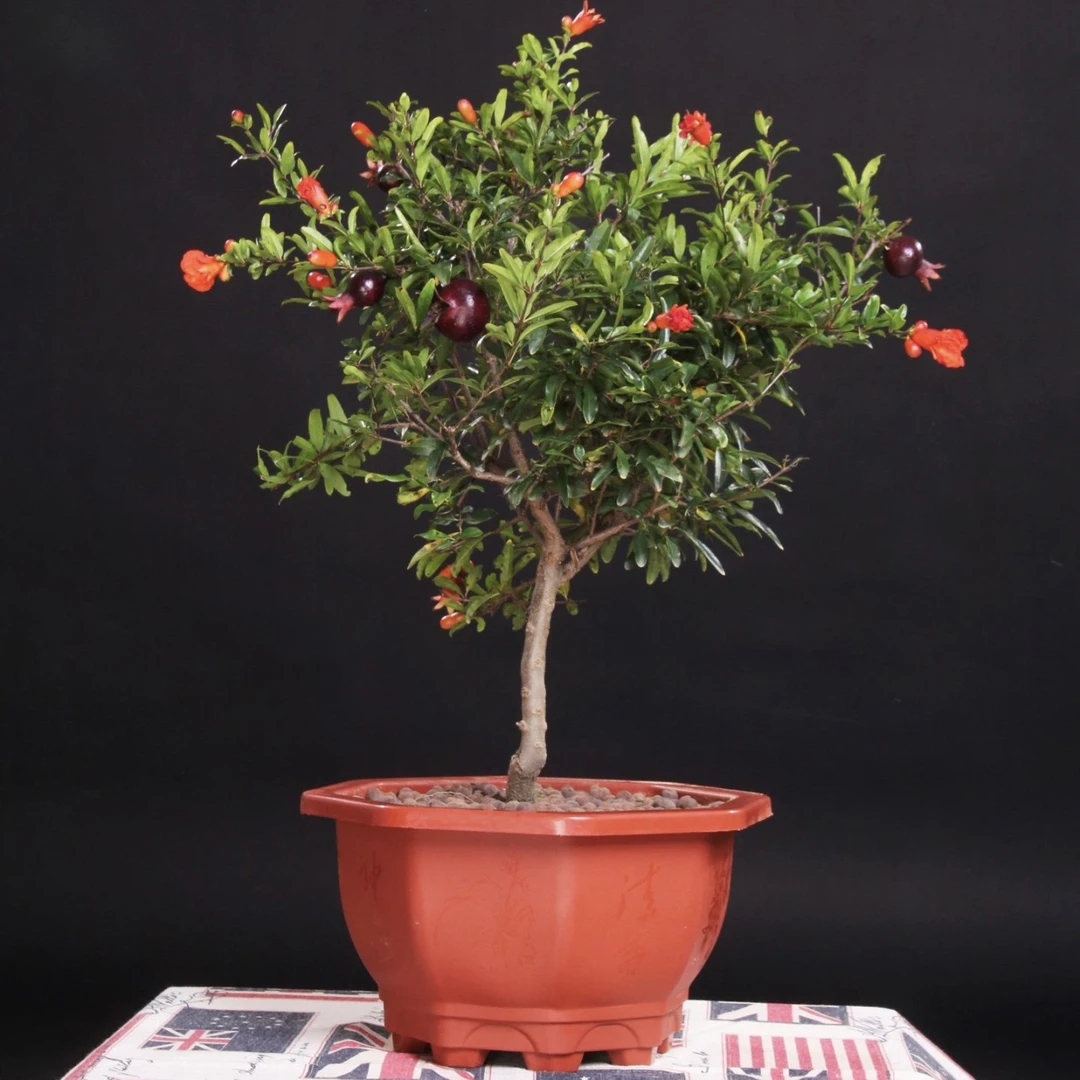 室内外阳台庭院种植的盆景一物一拍