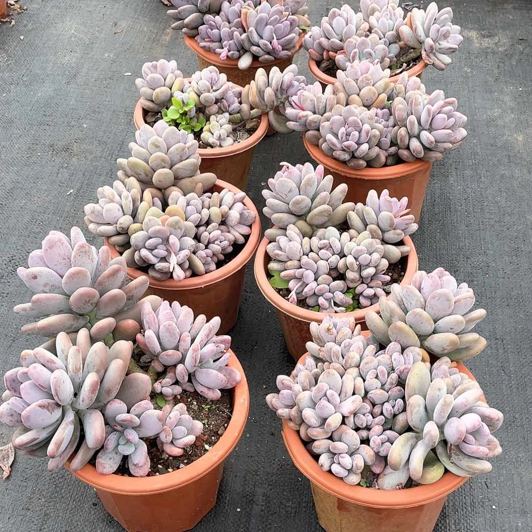 桃美人9.9米 量拍多肉