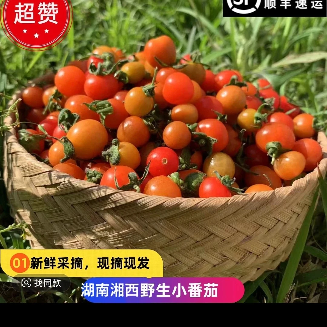 湘西 高山 本地 小浆果 小西柿 小番茄