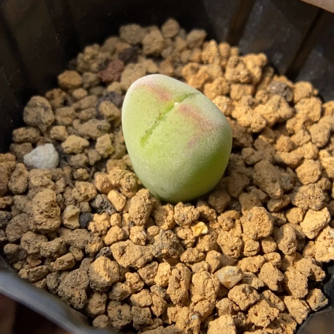 多肉植物肉锥杂交K-609