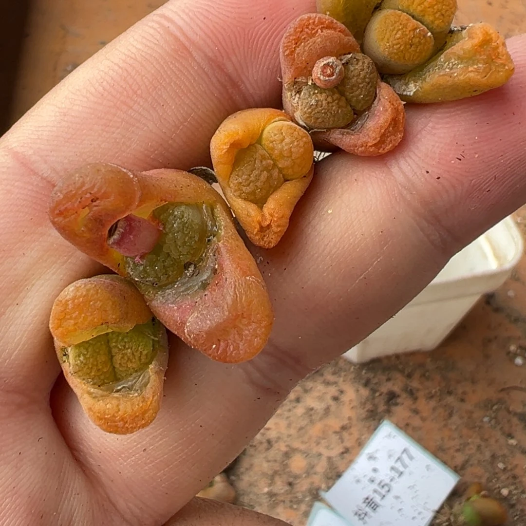 量拍超级蛋糕风铃一颗