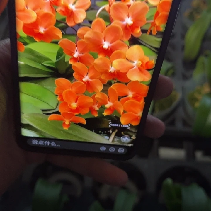 大部分花苞少量开放砂糖桔