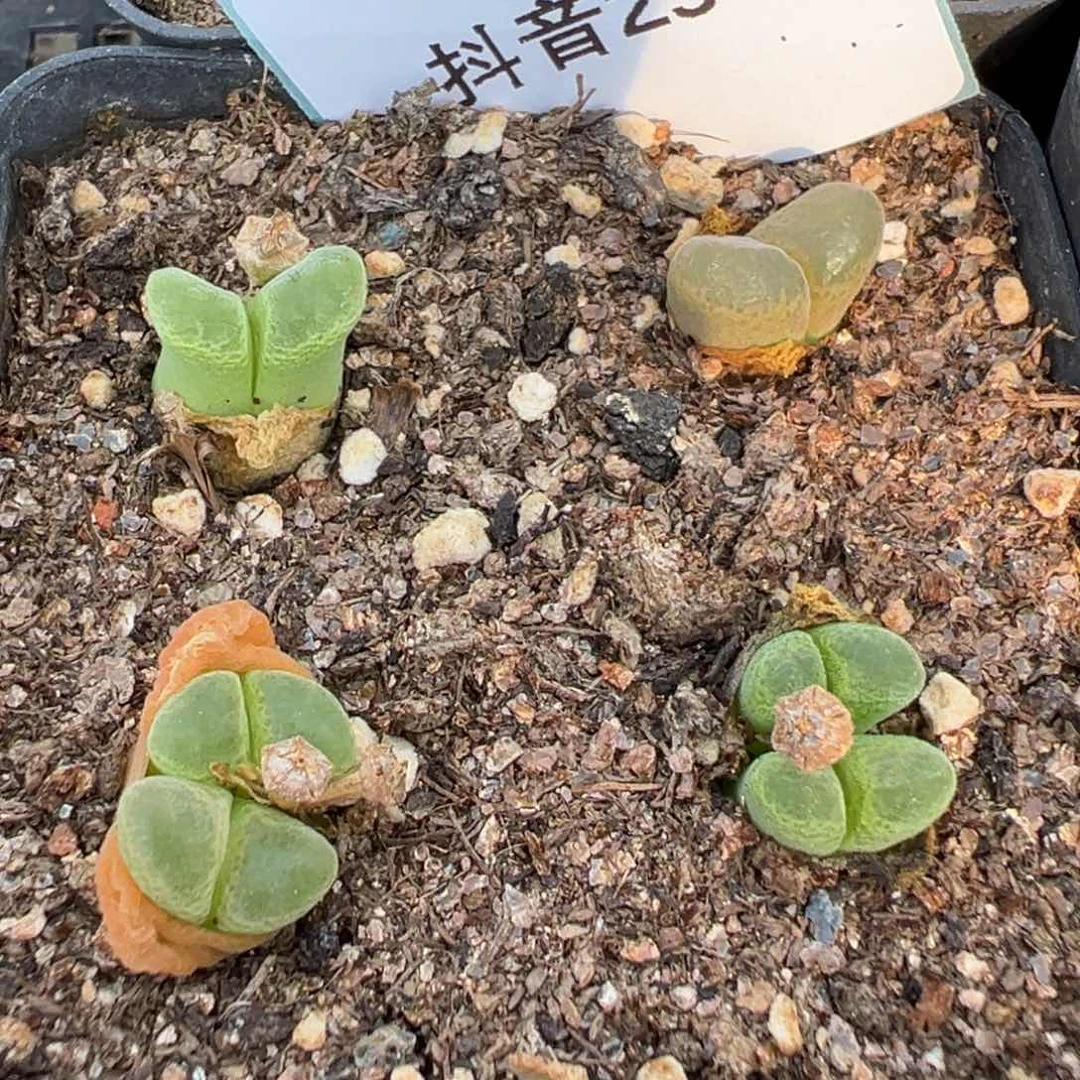 25-54肉锥多肉植物，
