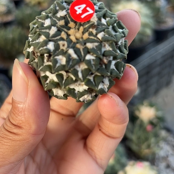 苗接落地仙人球47