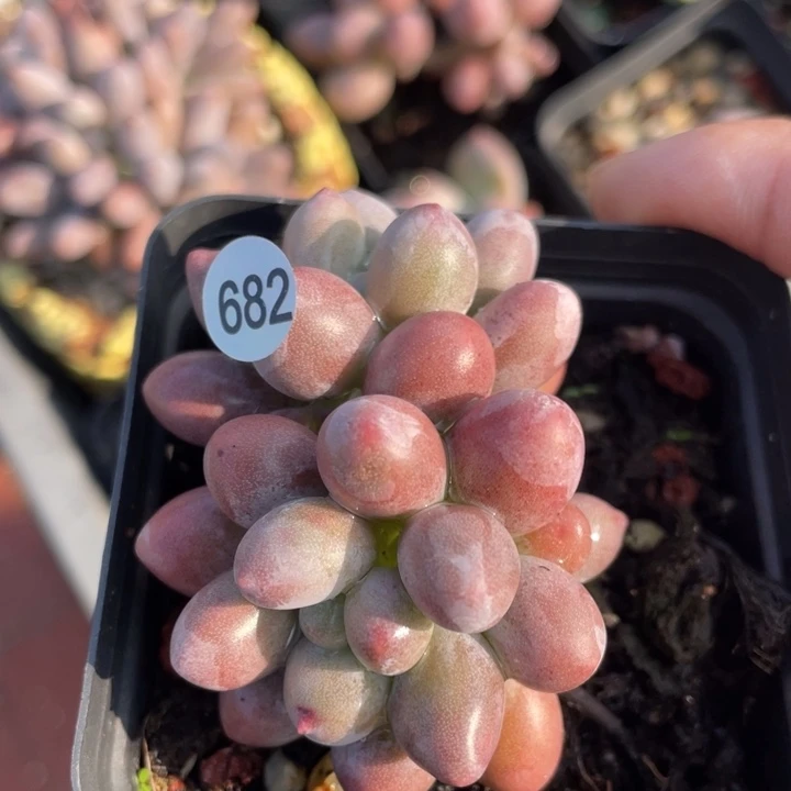 仙子奶酪多肉植物