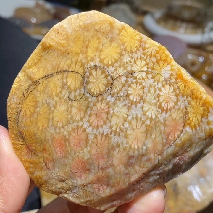 【闪购商品】未镶嵌珊瑚玉硅化玉