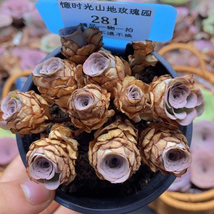 山地玫瑰281裸根发货不售后