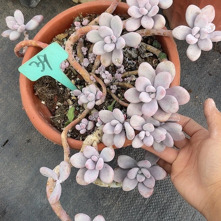 两单包邮，炸福利39