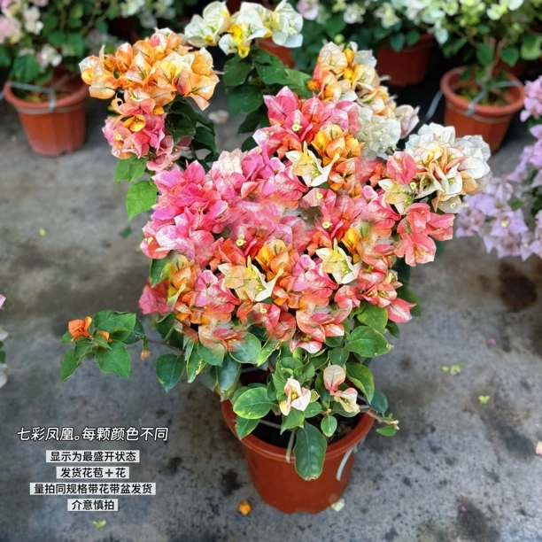 七彩凤凰·a多色油画般带花四季开花三角梅爬藤