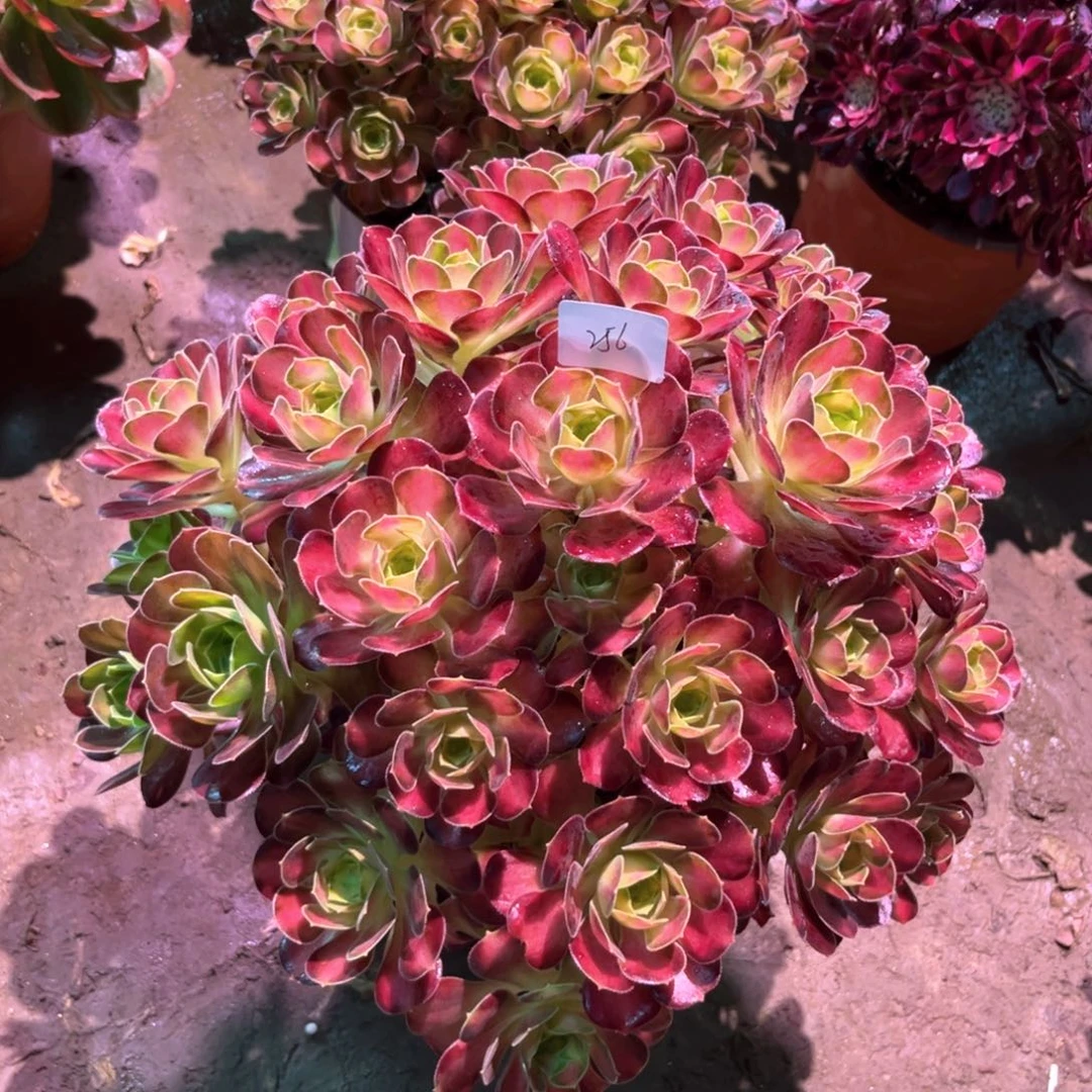 百****）多肉植物韶华256