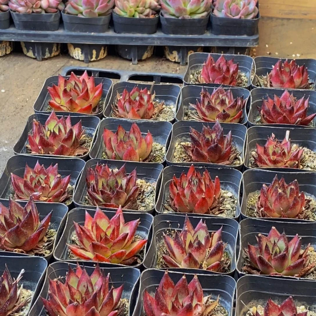 135多肉酱面膜祛痘去黑头