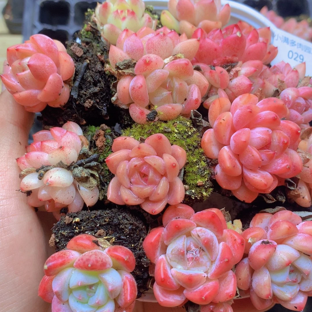 我要去看你了哦我029