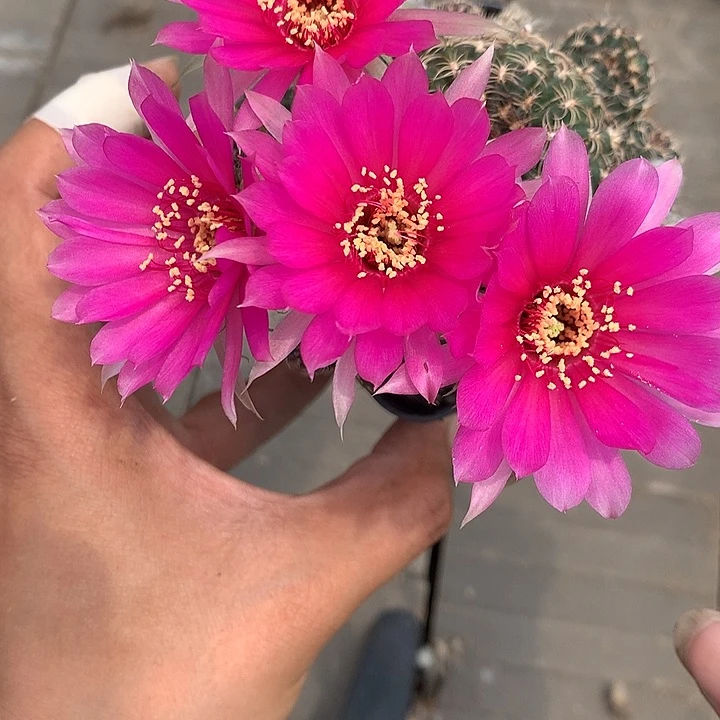 71 实生丽花7厘米盆