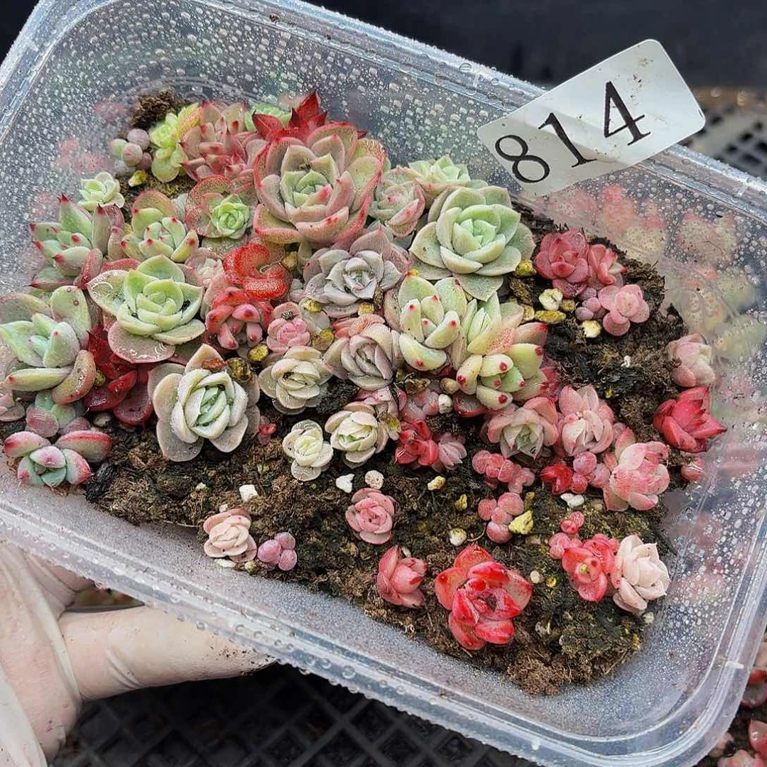 多肉植物多肉植物814