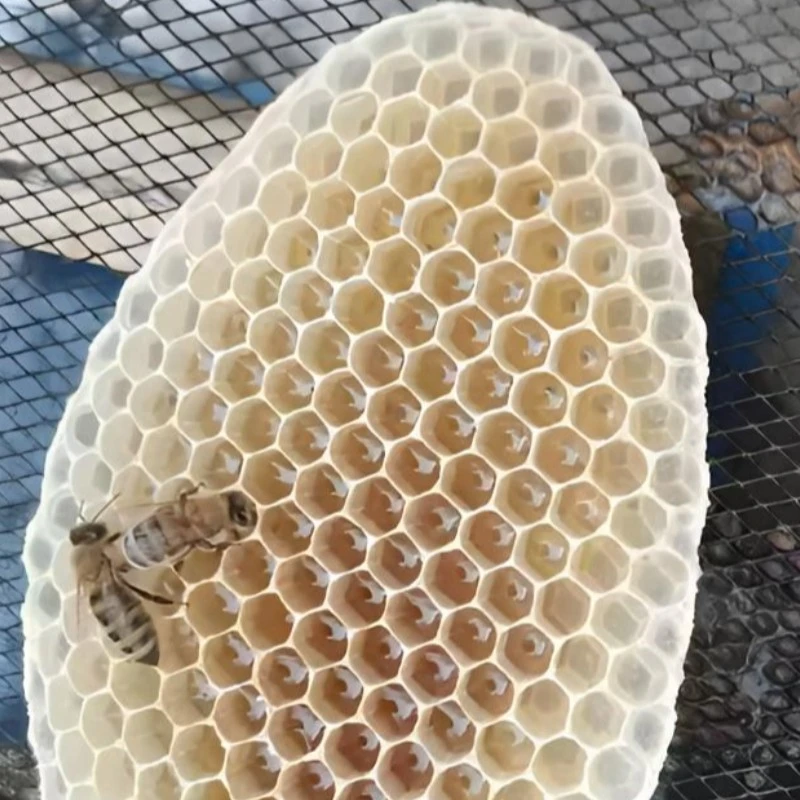 天然蜂巢胚 蜡蜂 赘脾蜂窝 蜂巢蜂房解压嚼着吃