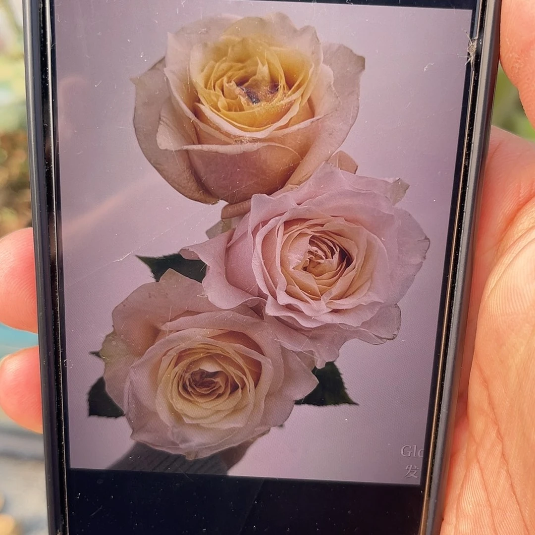 无花朵————闪光女孩 福利款 大苗