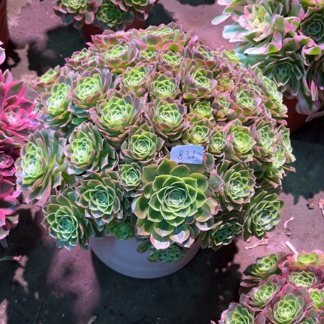 多肉植物奶白831