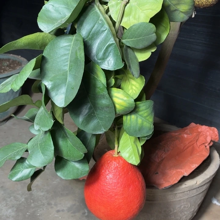 壮***者完全开放一物一拍