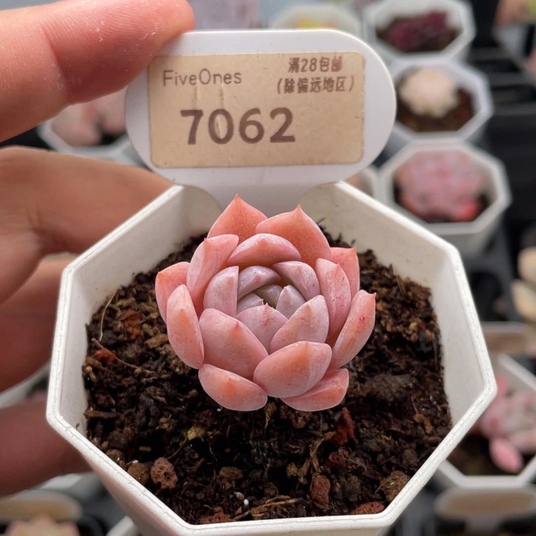 恩宠7062-3.0厘米