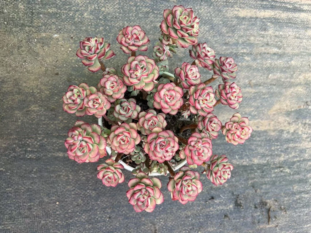 精品探戈 多肉植物，满9.9包邮云南军哥基地发货，新手，好养护，耐旱