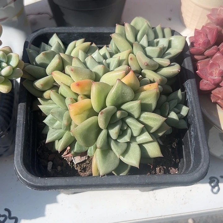 黄金象牙群生多肉植物