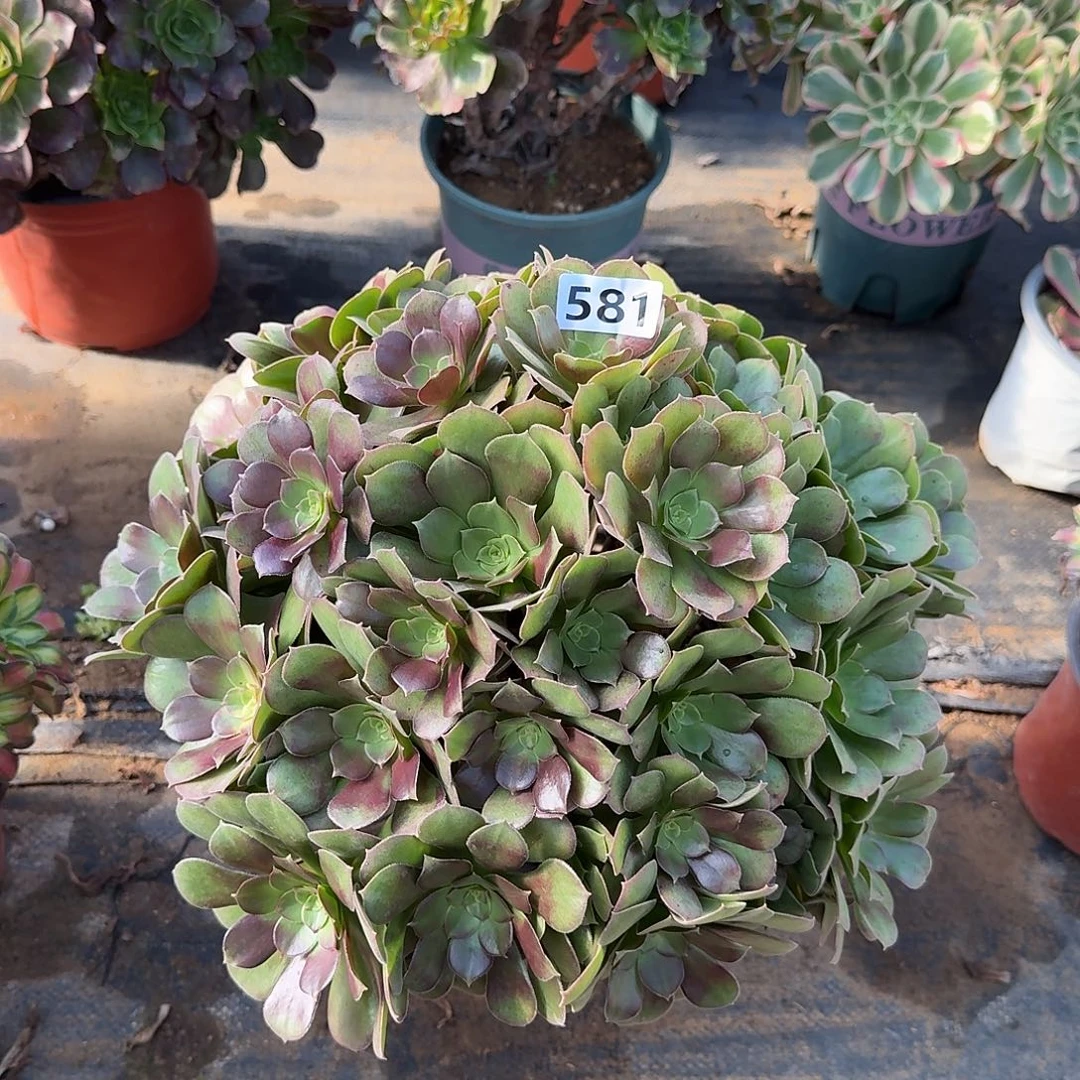 多肉植物韶羞七彩581