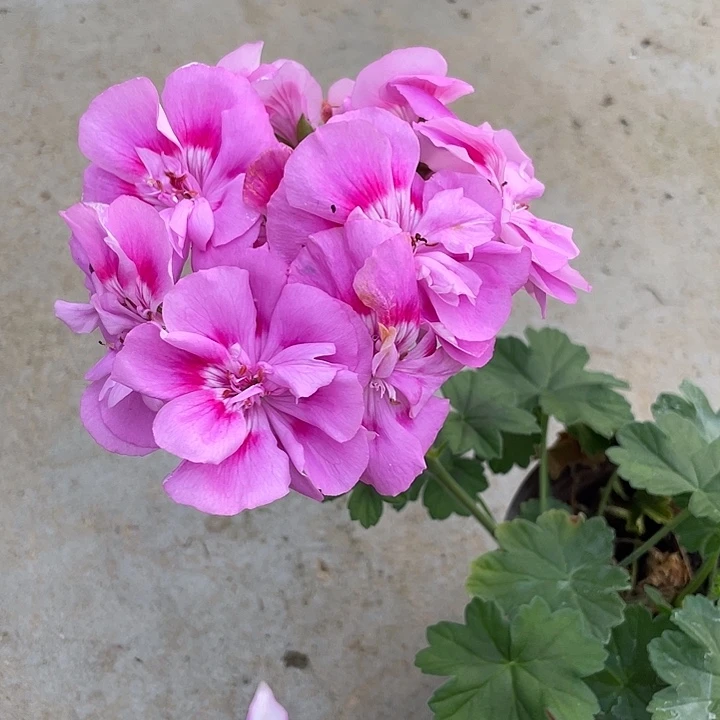 完全开放先知鸟大花球