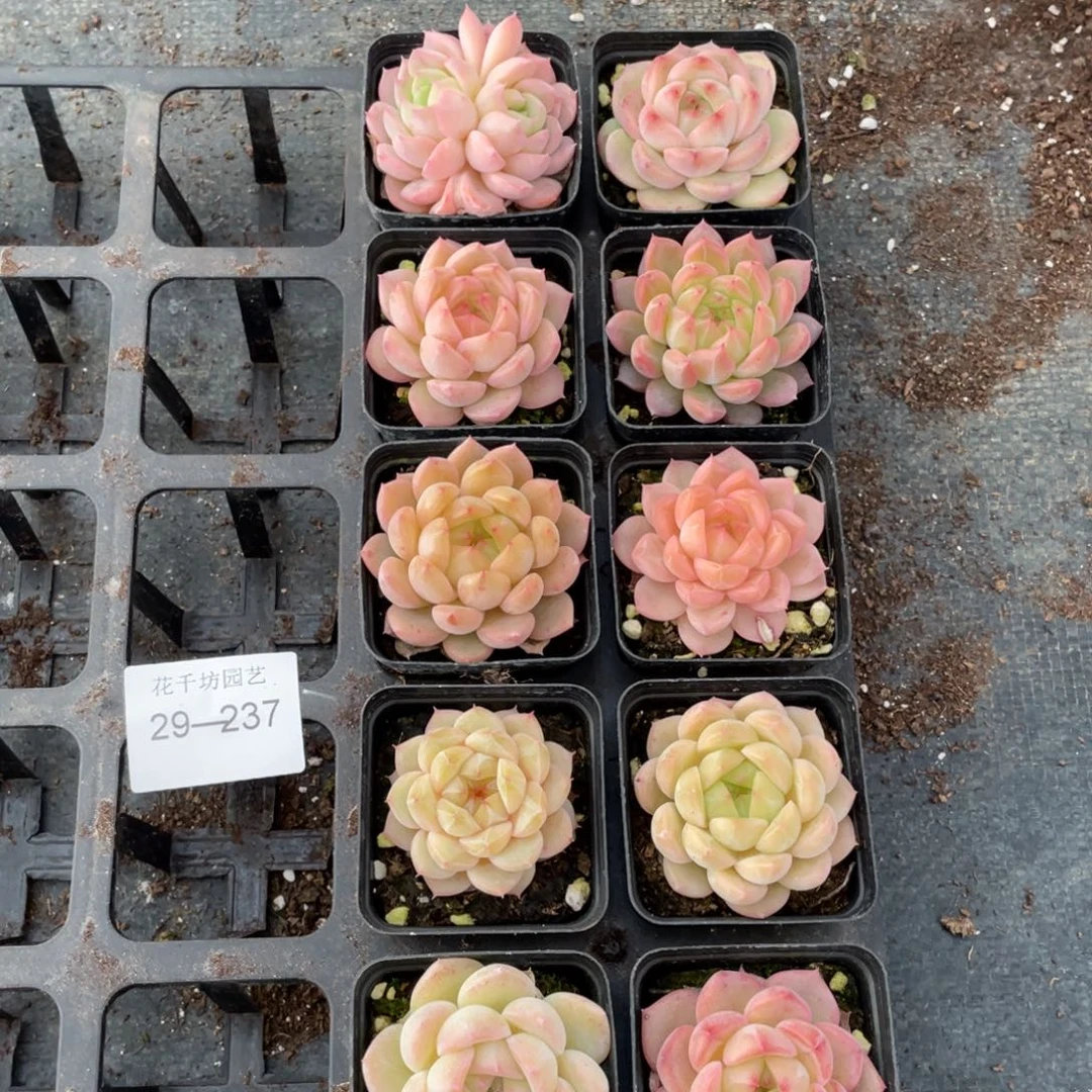 沅*?一物一拍10棵29-237