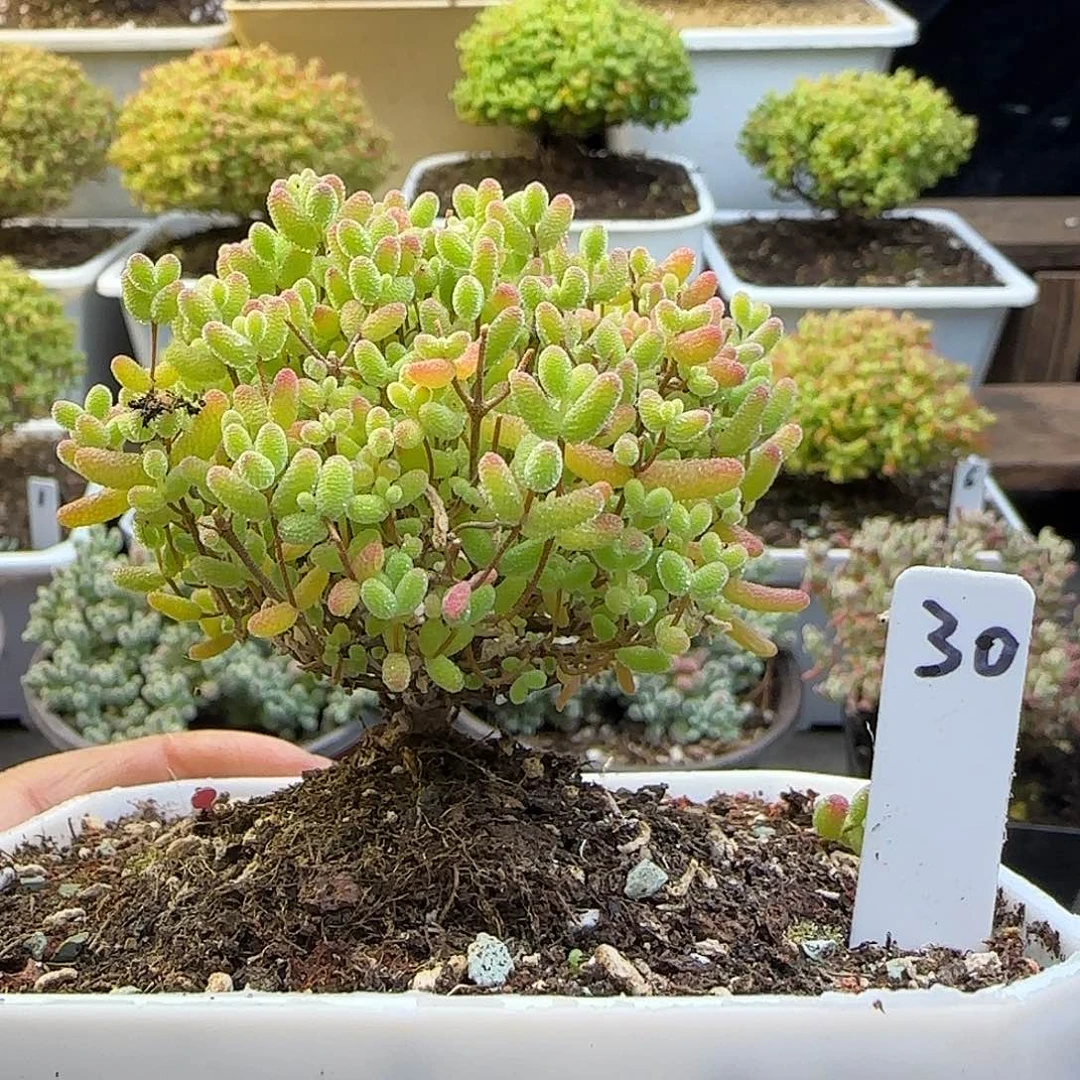 蜜橘糖球一物一拍