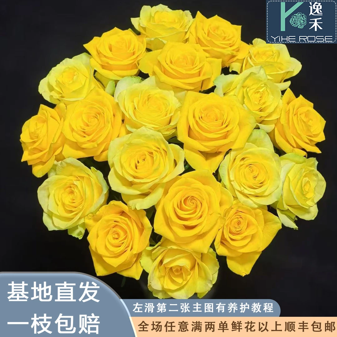 逸禾基地契机单头黄玫瑰玫瑰鲜花基地直采直发2单顺丰
