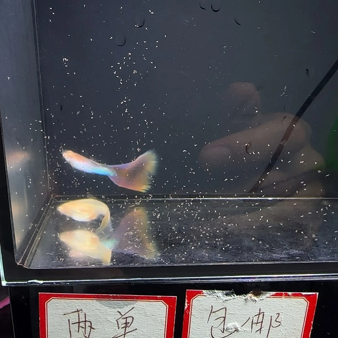 孔雀鱼极光幻彩一对