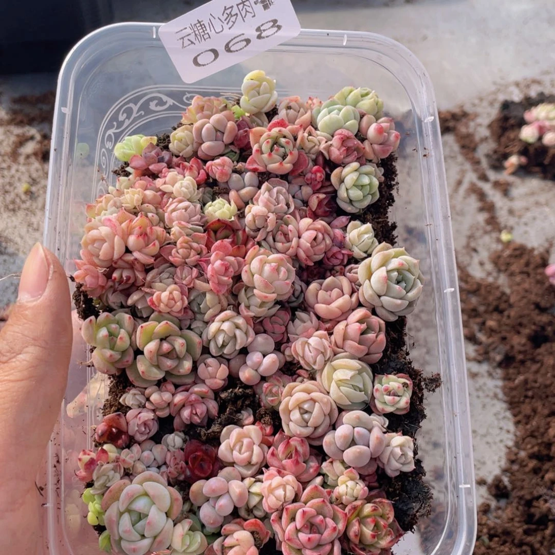 云糖心多肉植物68