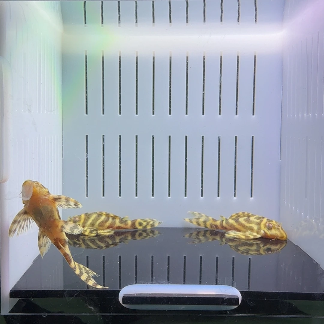 清道夫鱼14号组合