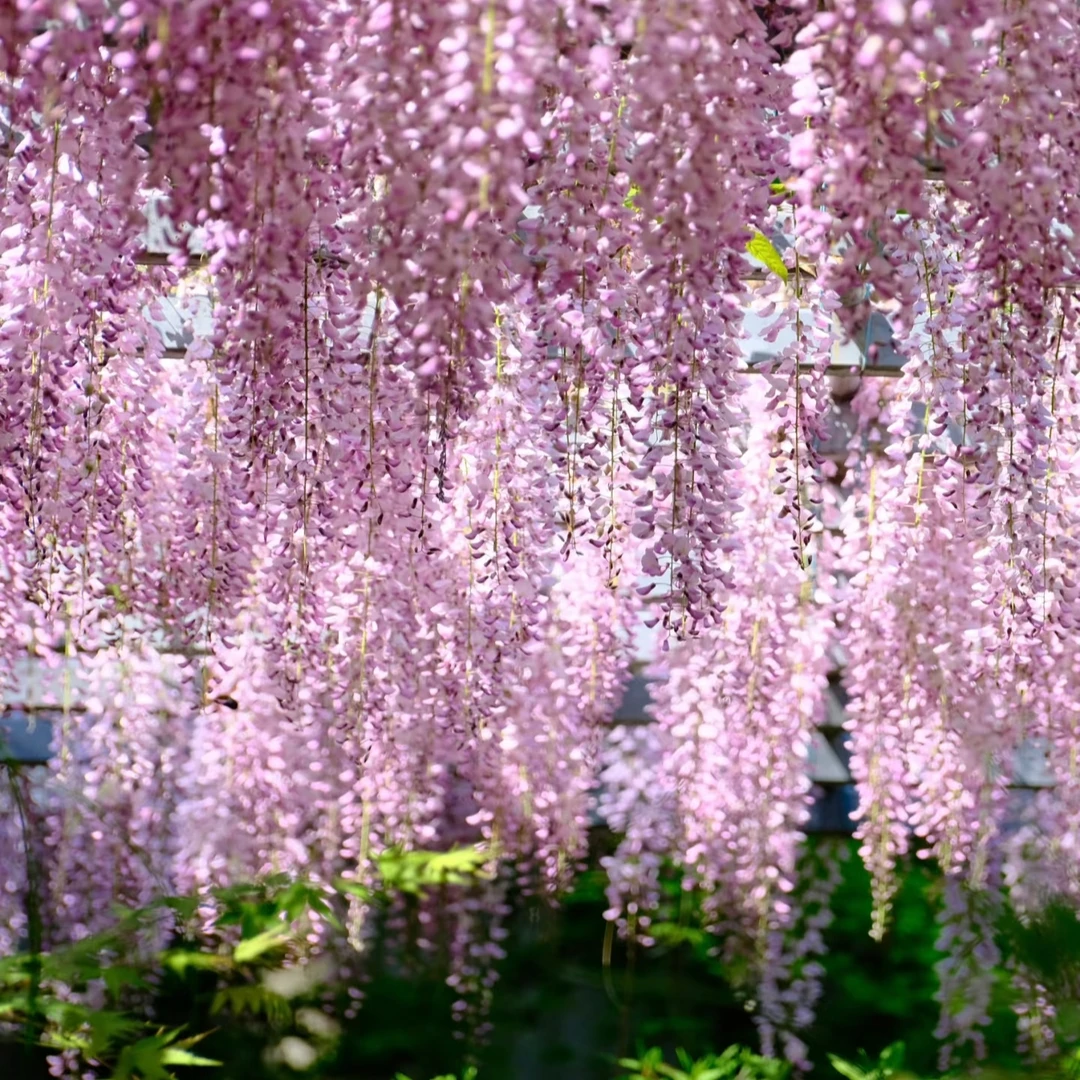 长穗多花紫藤树苗基地直发包对版庭院四季开花爬藤植物