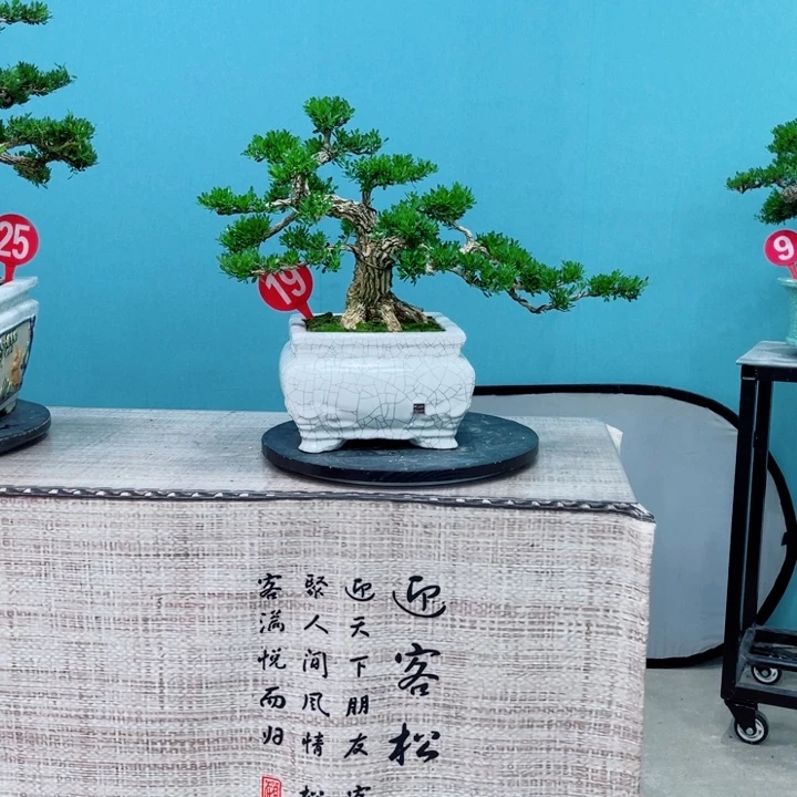 荣***林无花朵精品黄杨老桩