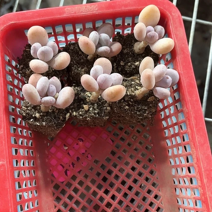 卷***鱼  xin n de d gu u 265