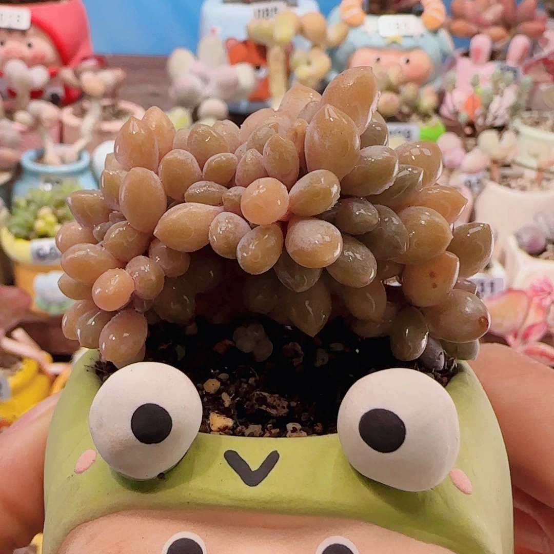 T奶杂缀化盆口5cm