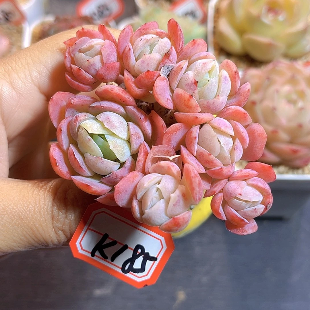 K185 胭脂贝瑞 满18包邮