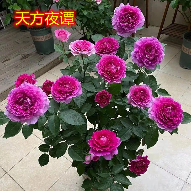 天方夜谭月季大苗浓香型多头四季开花勤花室内庭院盆栽