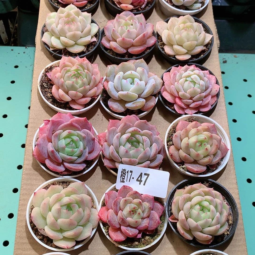 17-47一物一拍带盆18颗