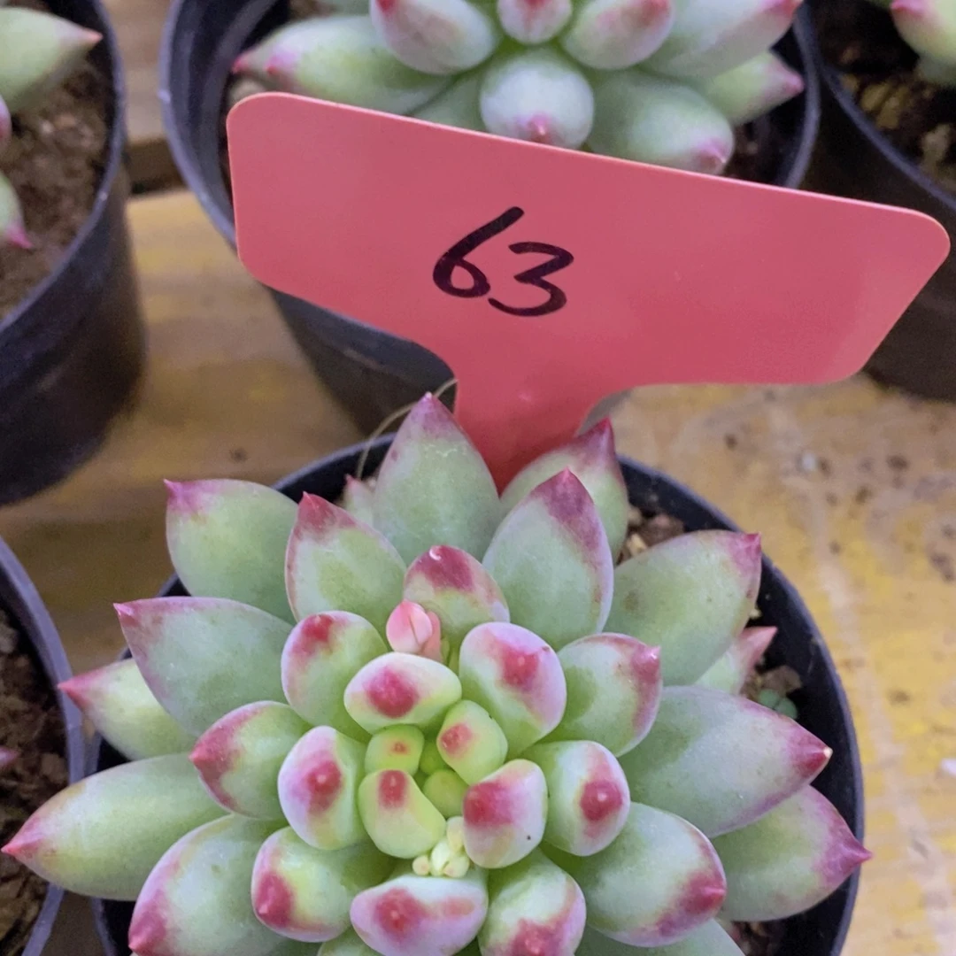 清货场，仅限今天，不对