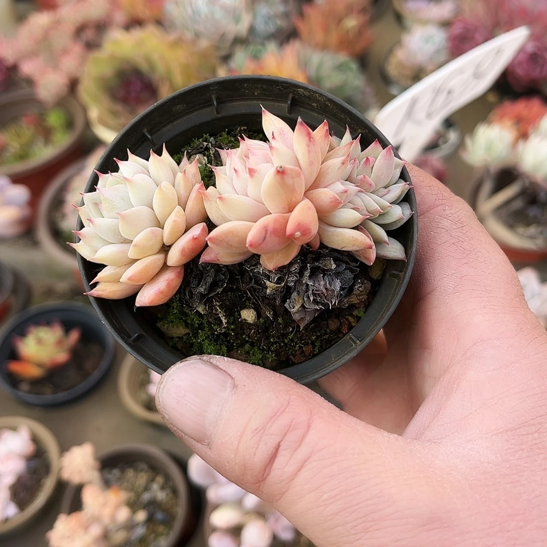 小*?513多肉植物提取萃取剂中