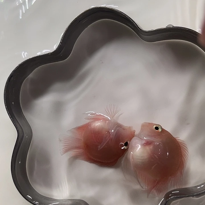 鹦鹉鱼迷你鹦鹉胭脂