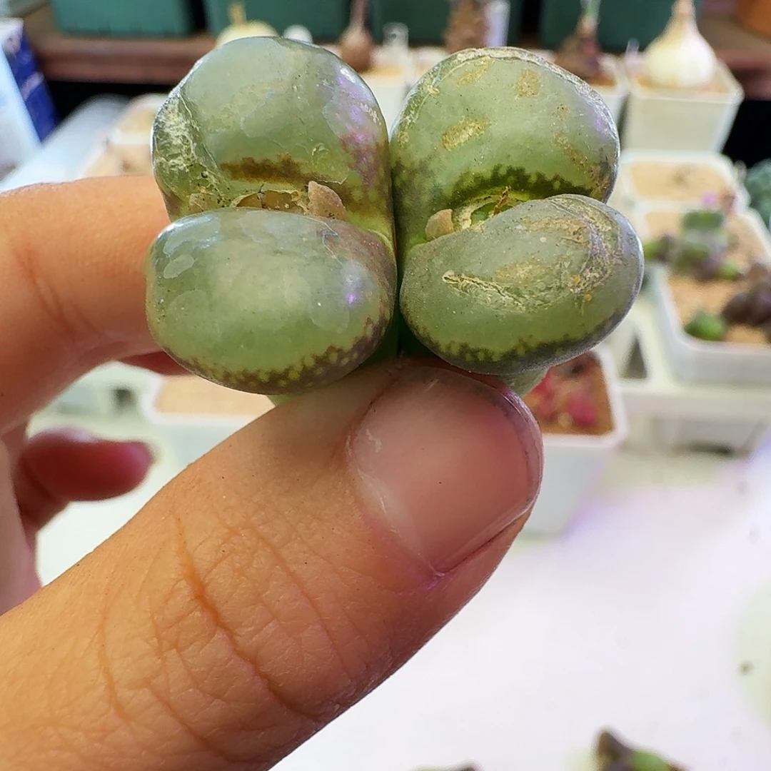 紫罗兰瑕疵福利介意慎拍167