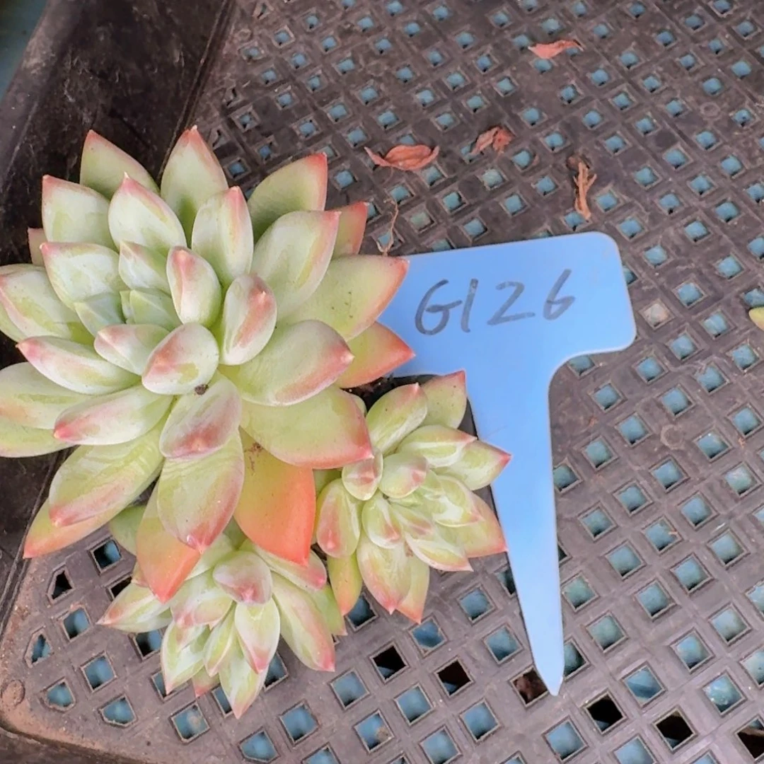 多肉植物的生长发育和