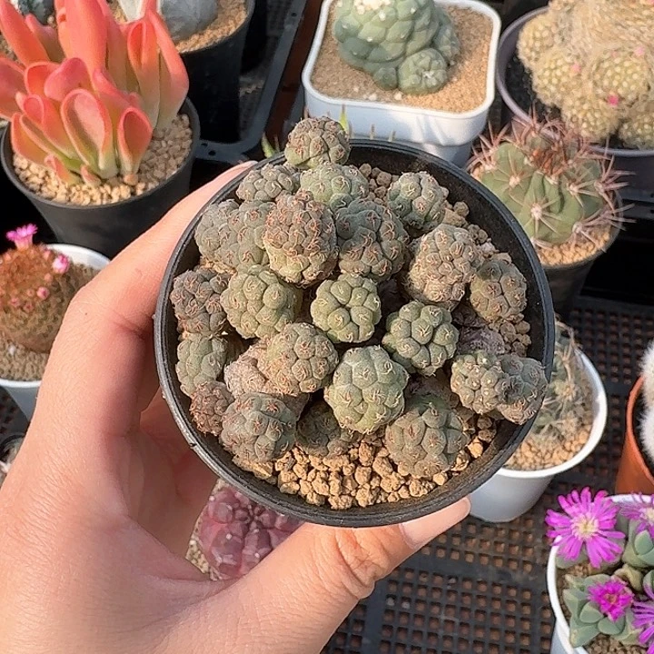 愚*足球团扇仙人球123