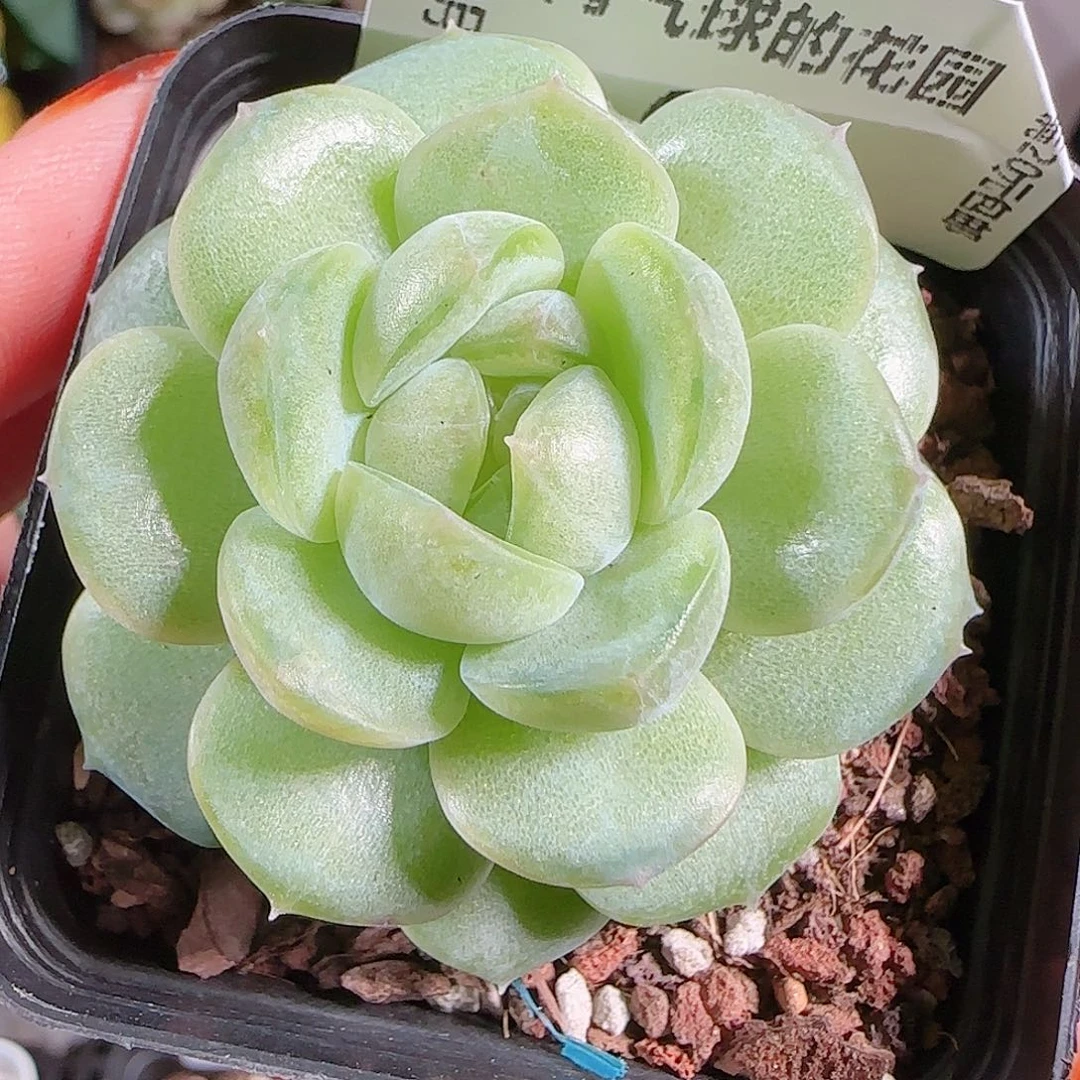 1012--63西江月一物一拍