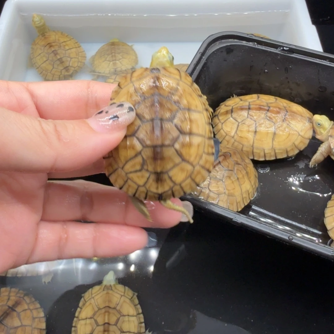 安***瓜绿毛龟母乌龟乌龟乌龟
